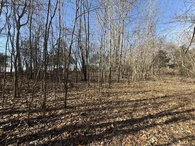 a view of a yard with trees
