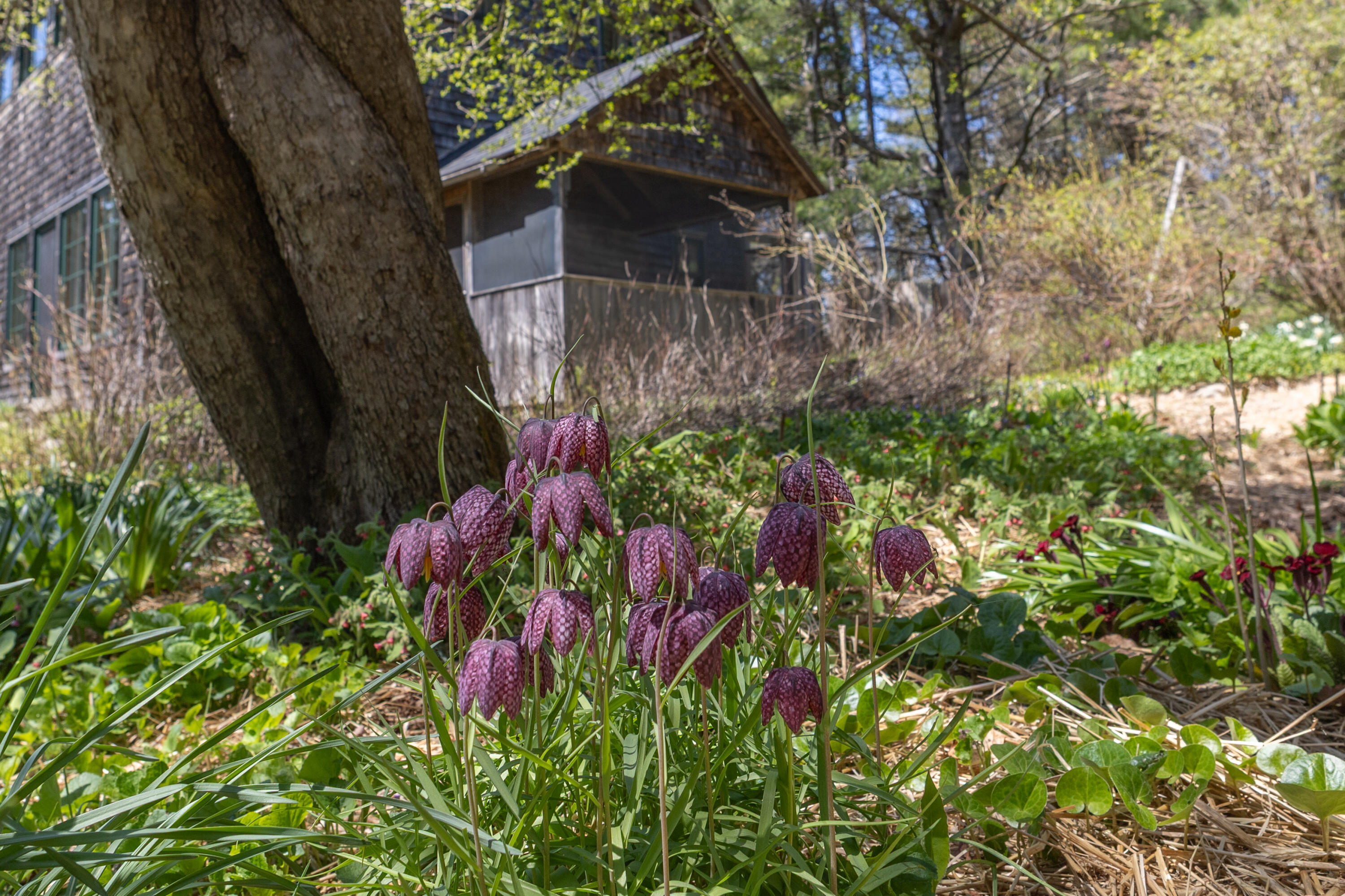 12 Bakers Point Road Steuben, ME 04680 - Photo 55 of 86 Base of apple tree to porch.