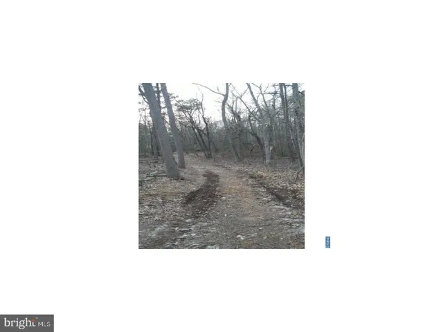 a picture of a bench in middle of a forest
