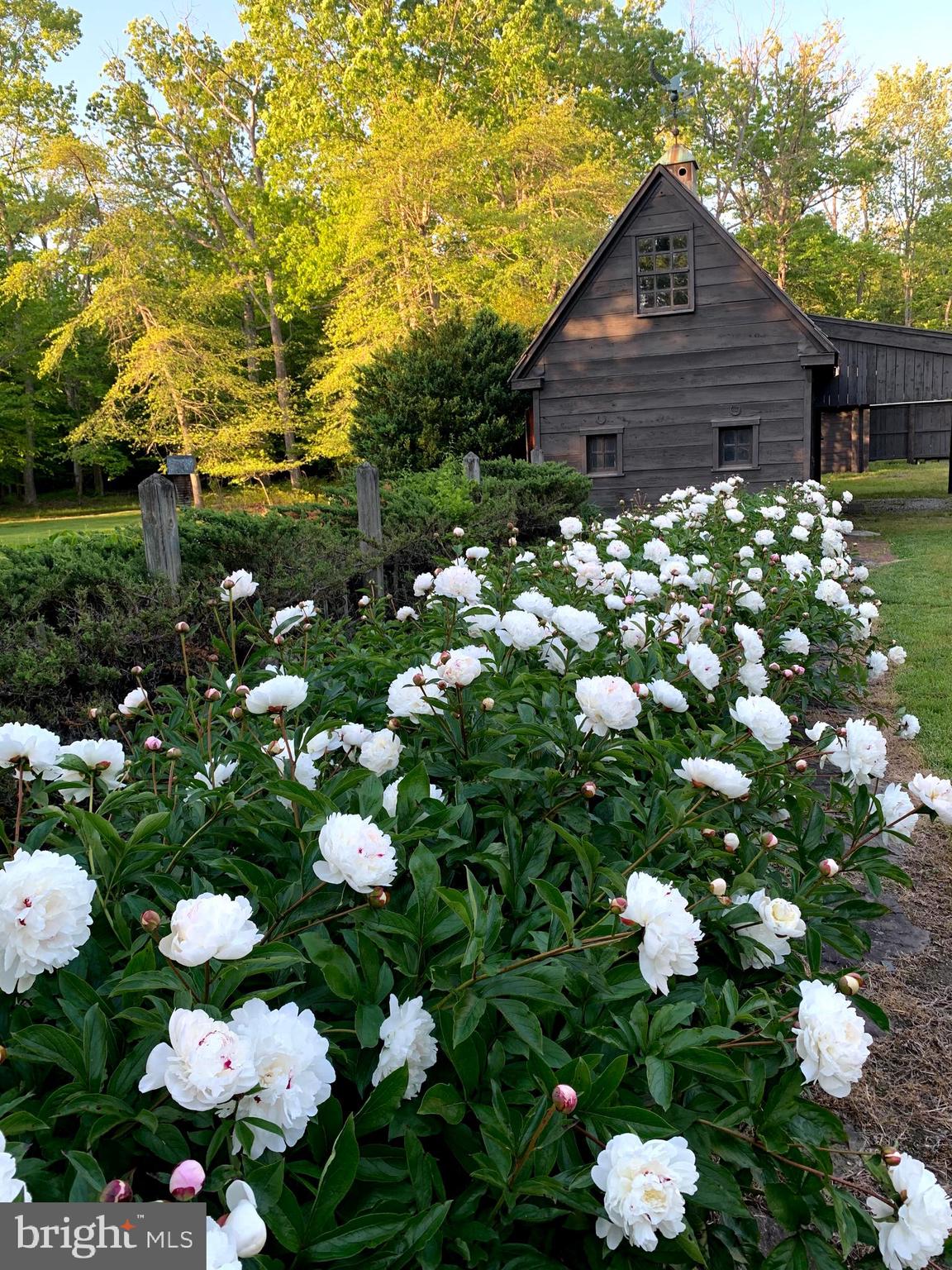 801 Bryan Point Road Accokeek, MD 20607 - Photo 81 of 98 Peony row in Spring!
