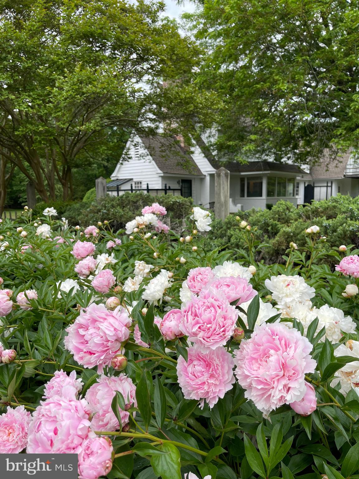 801 Bryan Point Road Accokeek, MD 20607 - Photo 82 of 98 Peony row in Spring!