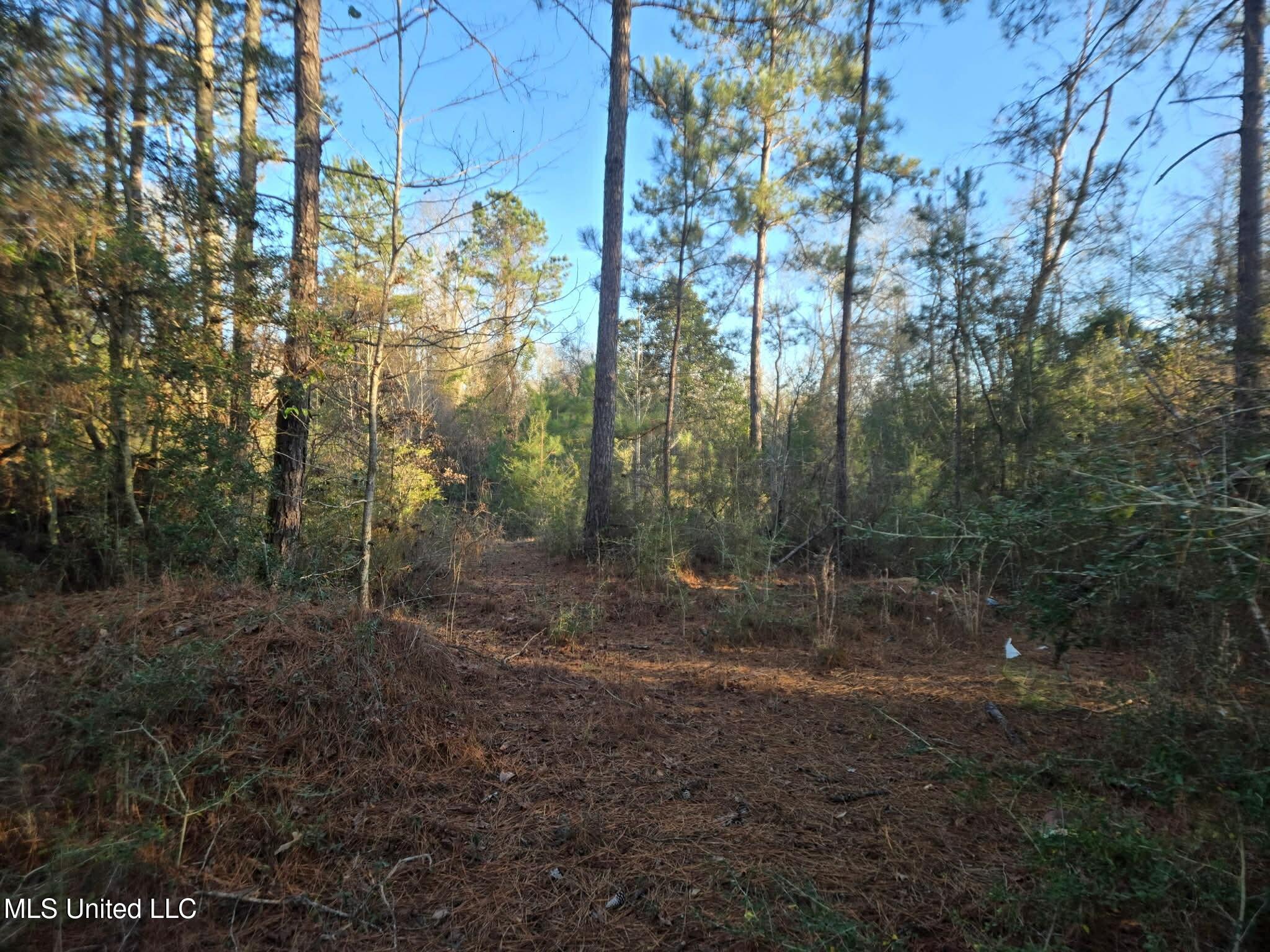 84 Mt Canaan Road Tylertown, MS 39667 - Photo 9 of 11 back yard area 1
