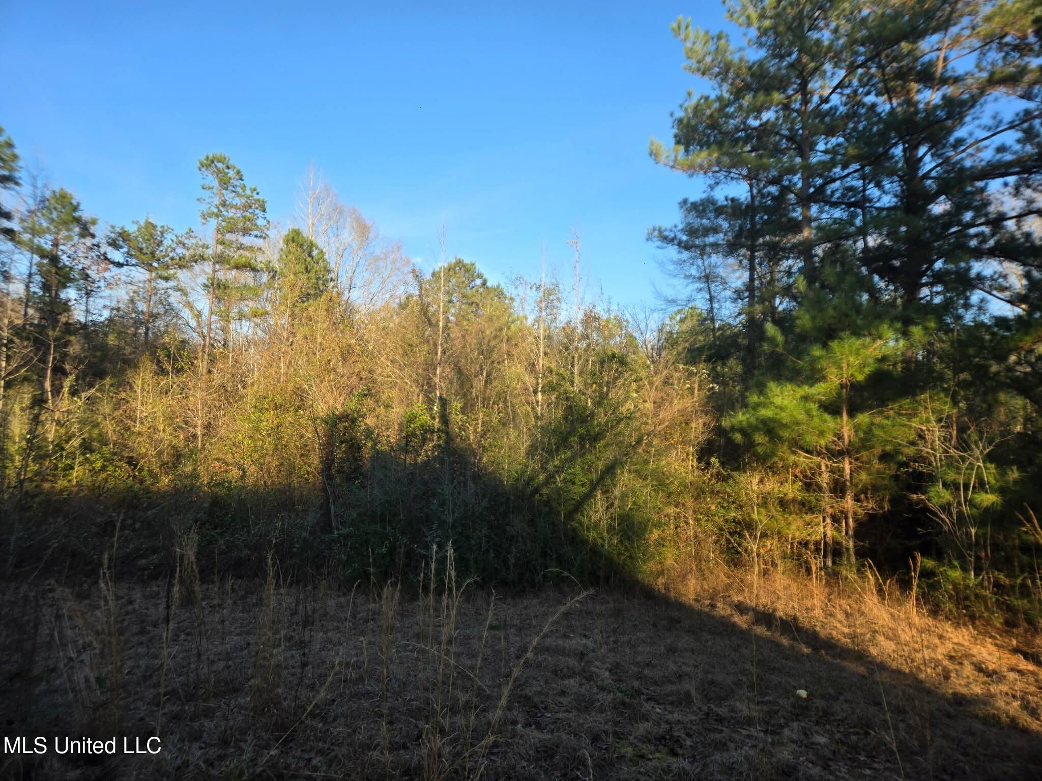 84 Mt Canaan Road Tylertown, MS 39667 - Photo 10 of 11 back yard grass 1