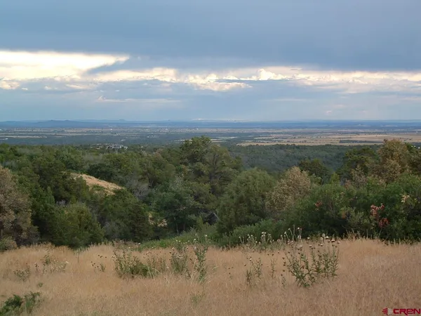 a view of a garden with a tree