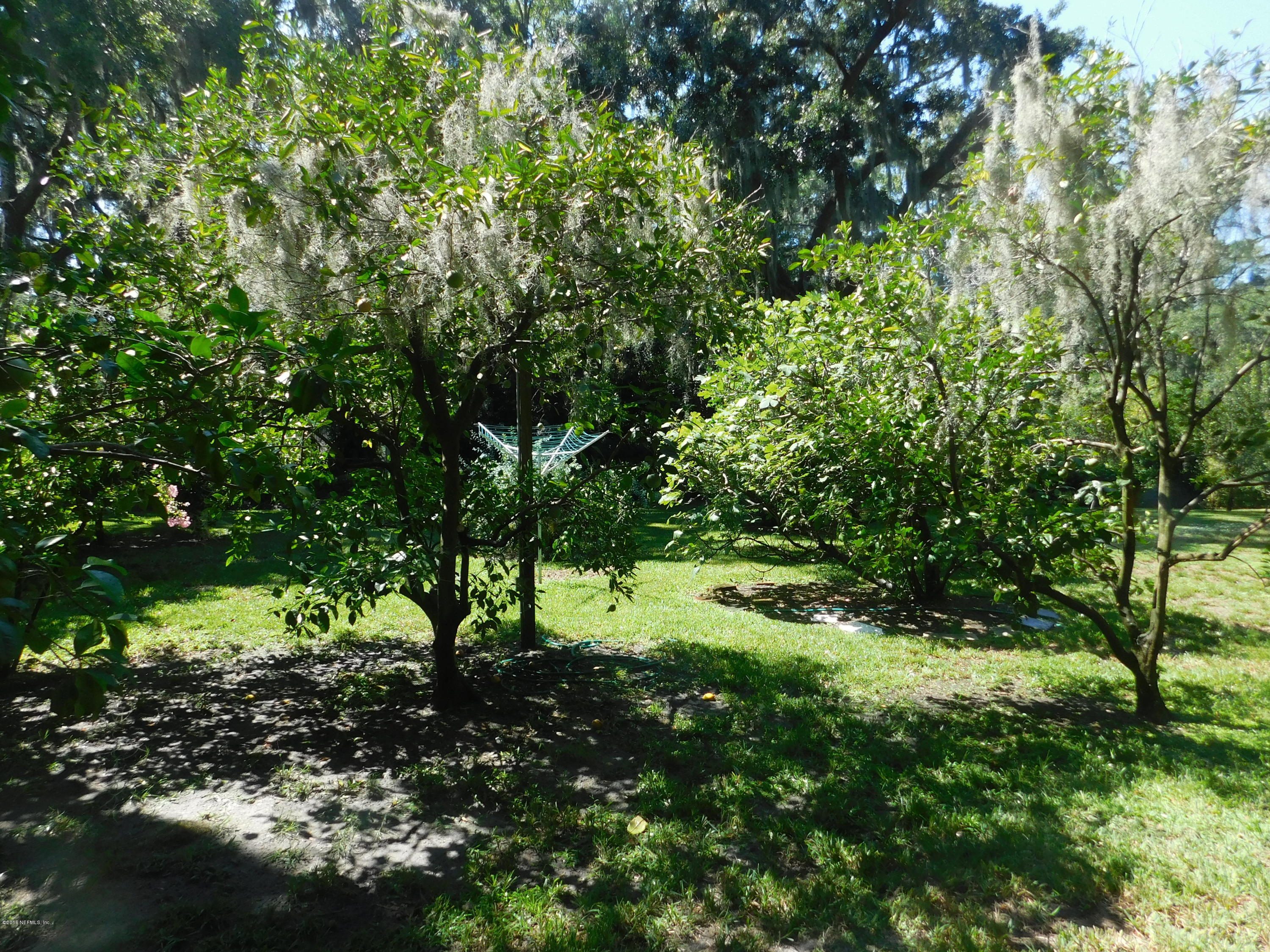 704 River Road Orange Park, FL 32073 - Photo 15 of 53 Mature fruit baring trees