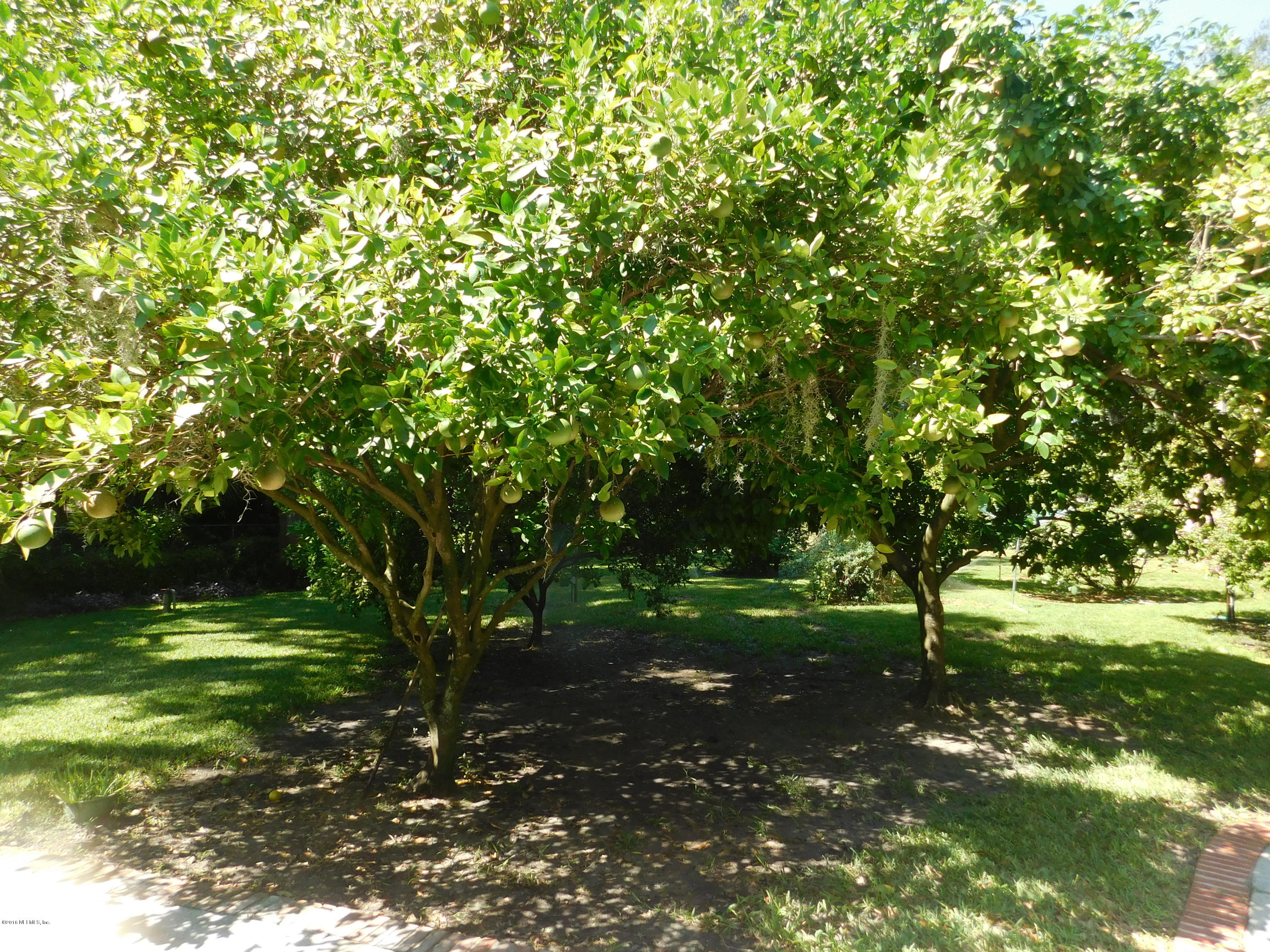 704 River Road Orange Park, FL 32073 - Photo 17 of 53 Mature Fruit Trees