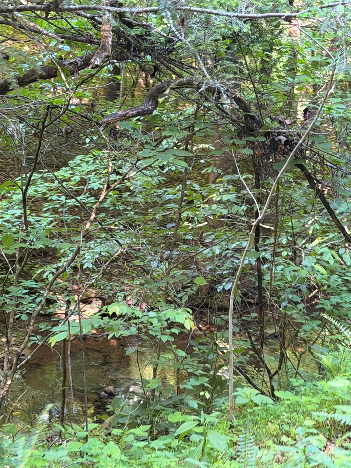 Lot 8 Parker Padgett Road Old Fort, NC 28762 - Photo 4 of 9