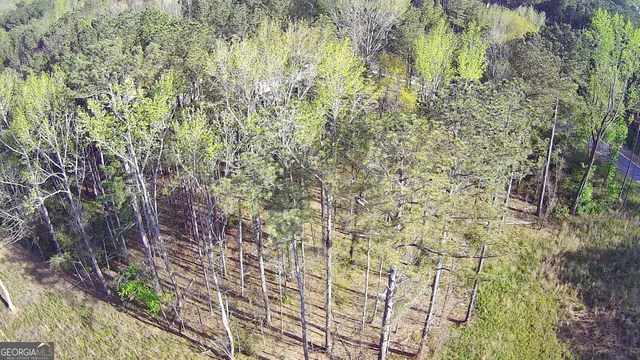 a close up of a plant in a garden