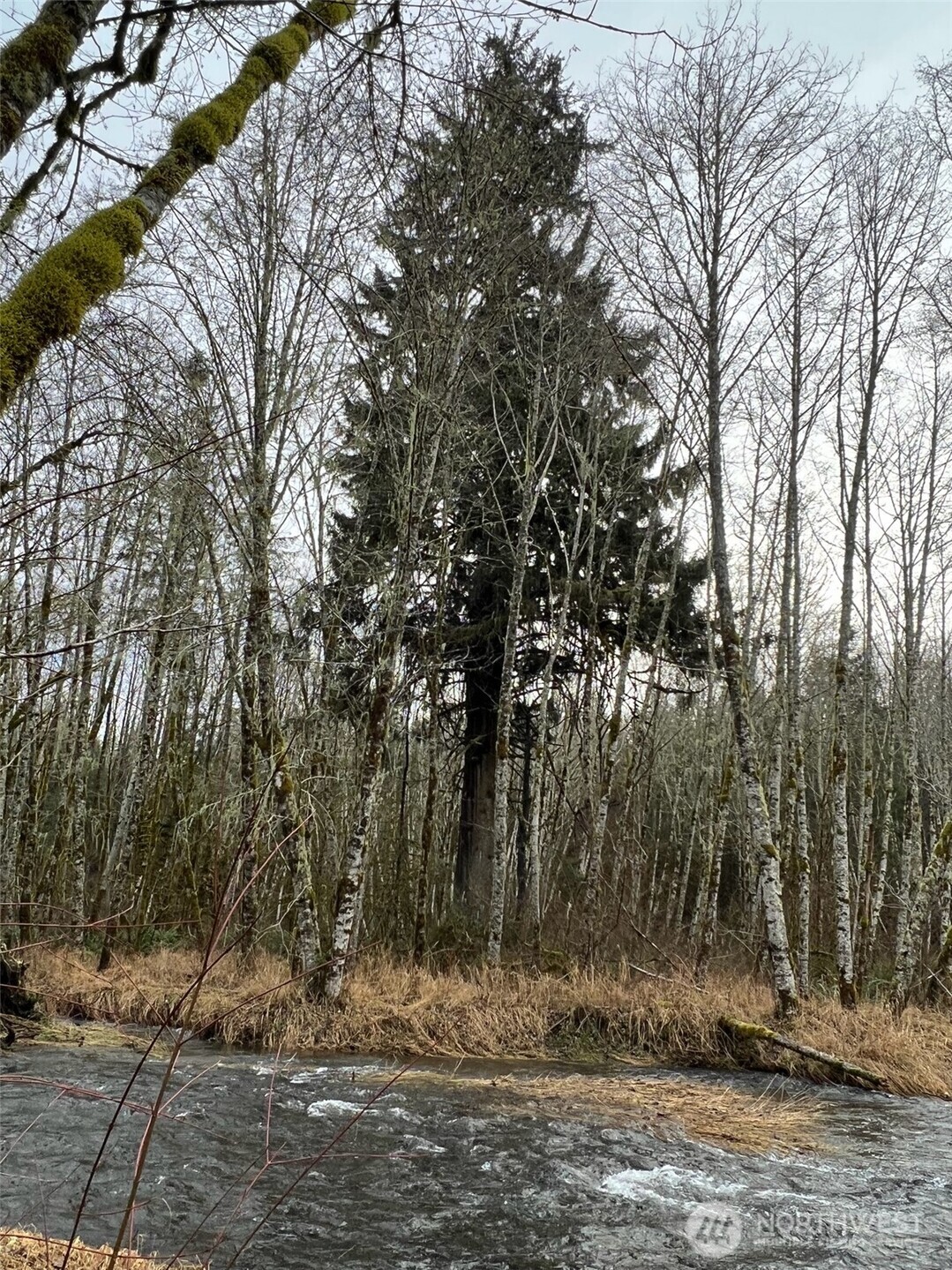 0 Longbell Road Mossyrock, WA 98564 - Photo 20 of 21 Gallery Image 20
