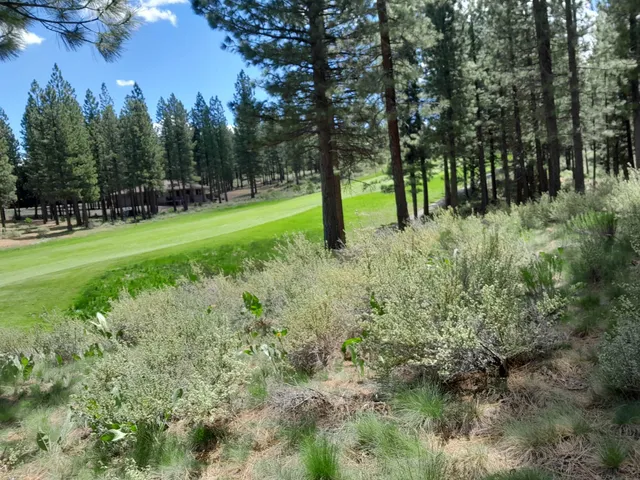 a view of a park with a tree