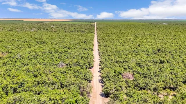 a view of a field with an ocean