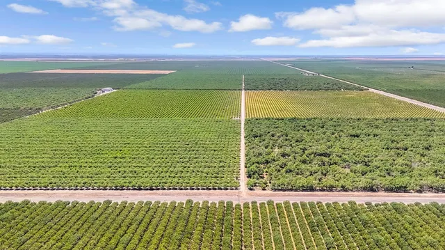 a view of a tree in the middle of a yard