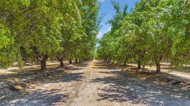 a view of a yard with an trees
