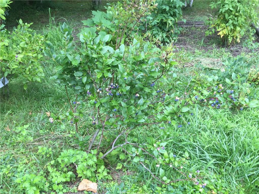 Several established blueberry bushes...