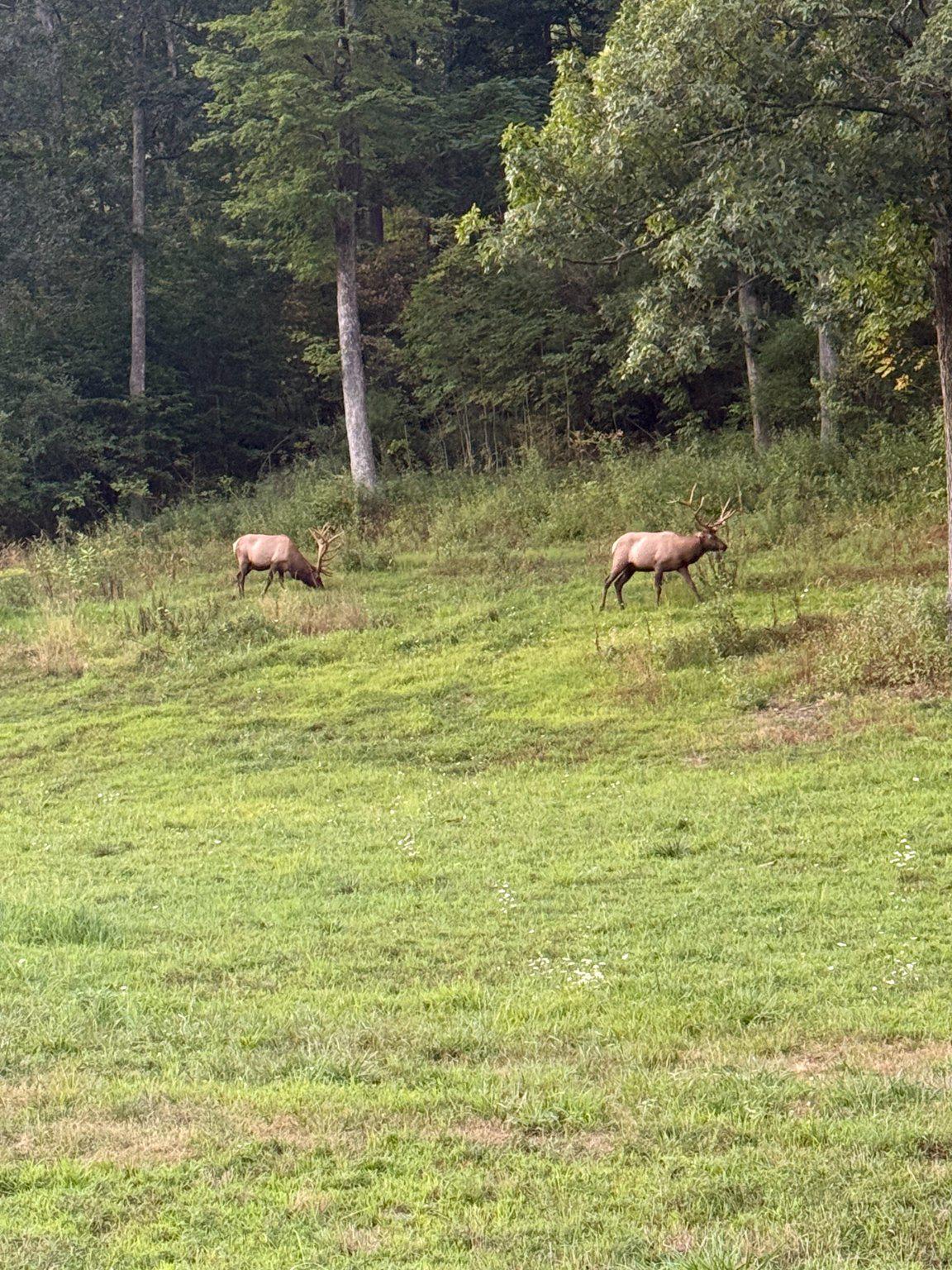 181 Dolphin Head Road Du Bois, PA 15801 - Photo 2 of 14 Elk