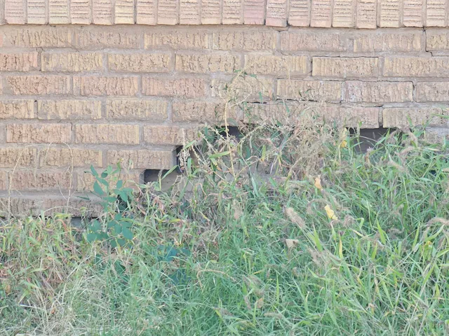 a close up of a plant in a garden