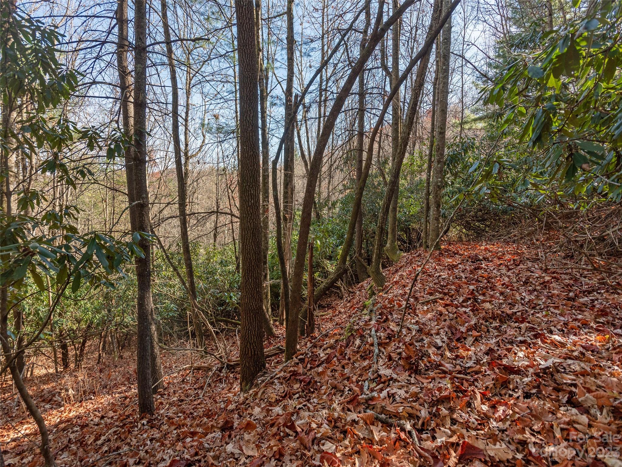 0 Walnut Ridge Road Brevard, NC 28712 - Photo 6 of 18 a view of forest