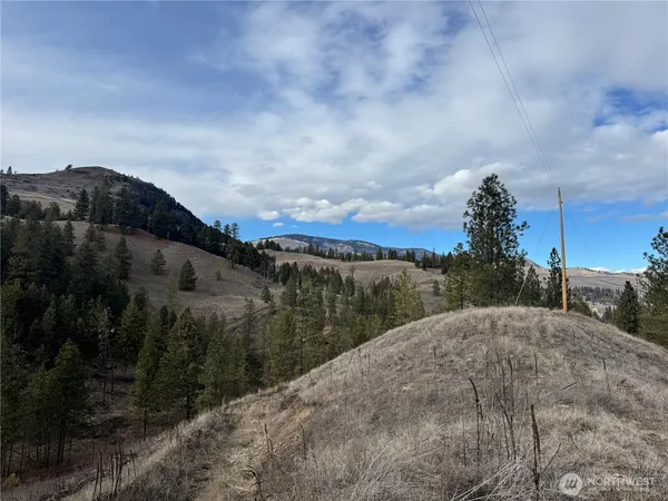 a view of a forest with a tree
