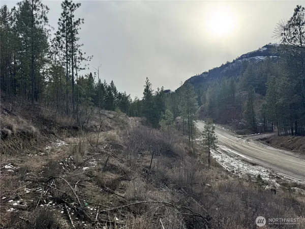 a view of a forest with trees in the background