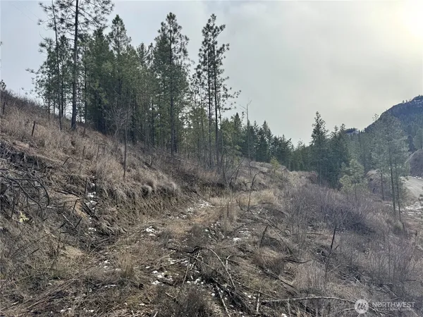 a view of a dry yard with trees