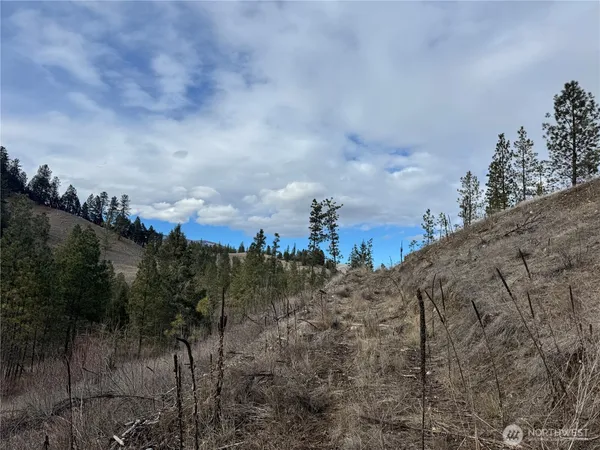 a view of a dry yard with trees in the background