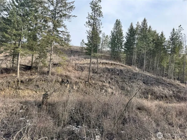 a view of a forest with a tree