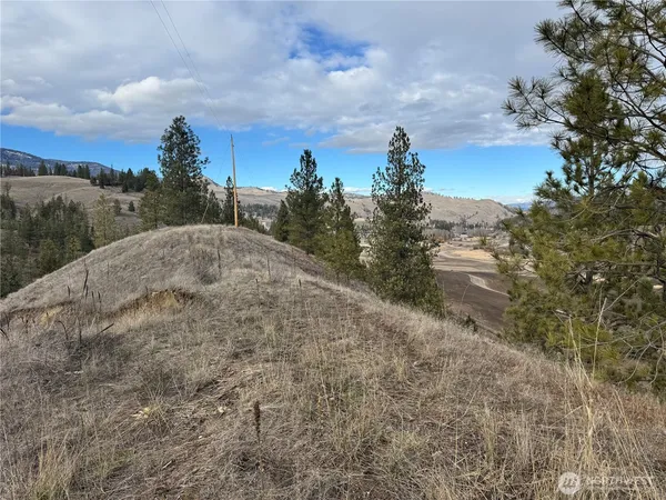 a view of a dry yard with trees