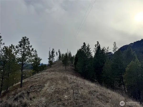 a view of a forest with trees in the background