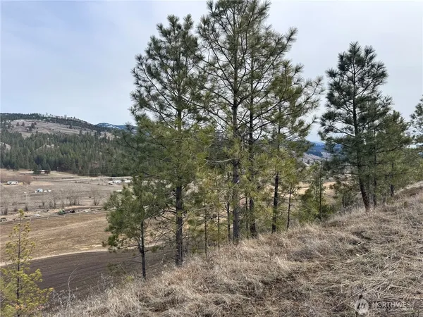 a view of a dry yard with trees in the background