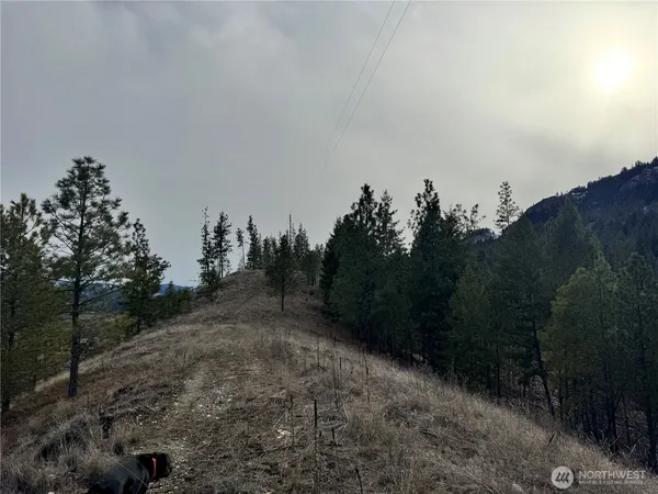 a view of a dry yard with trees