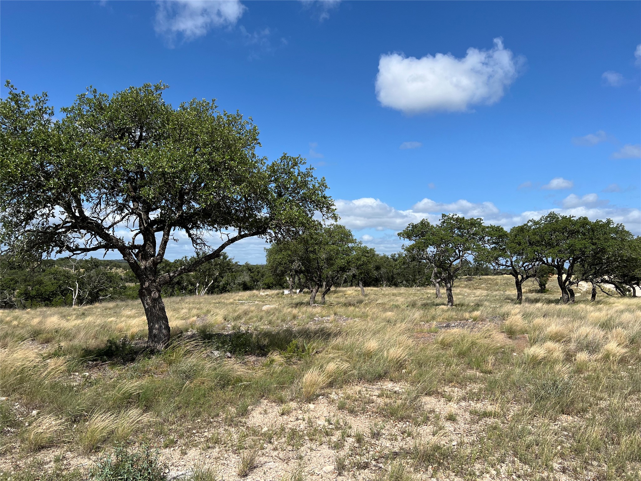 Towering oaks, mostly cleared of cedars. Native grasses and AG exempt. HOA covers AG exemption through HOA dues.