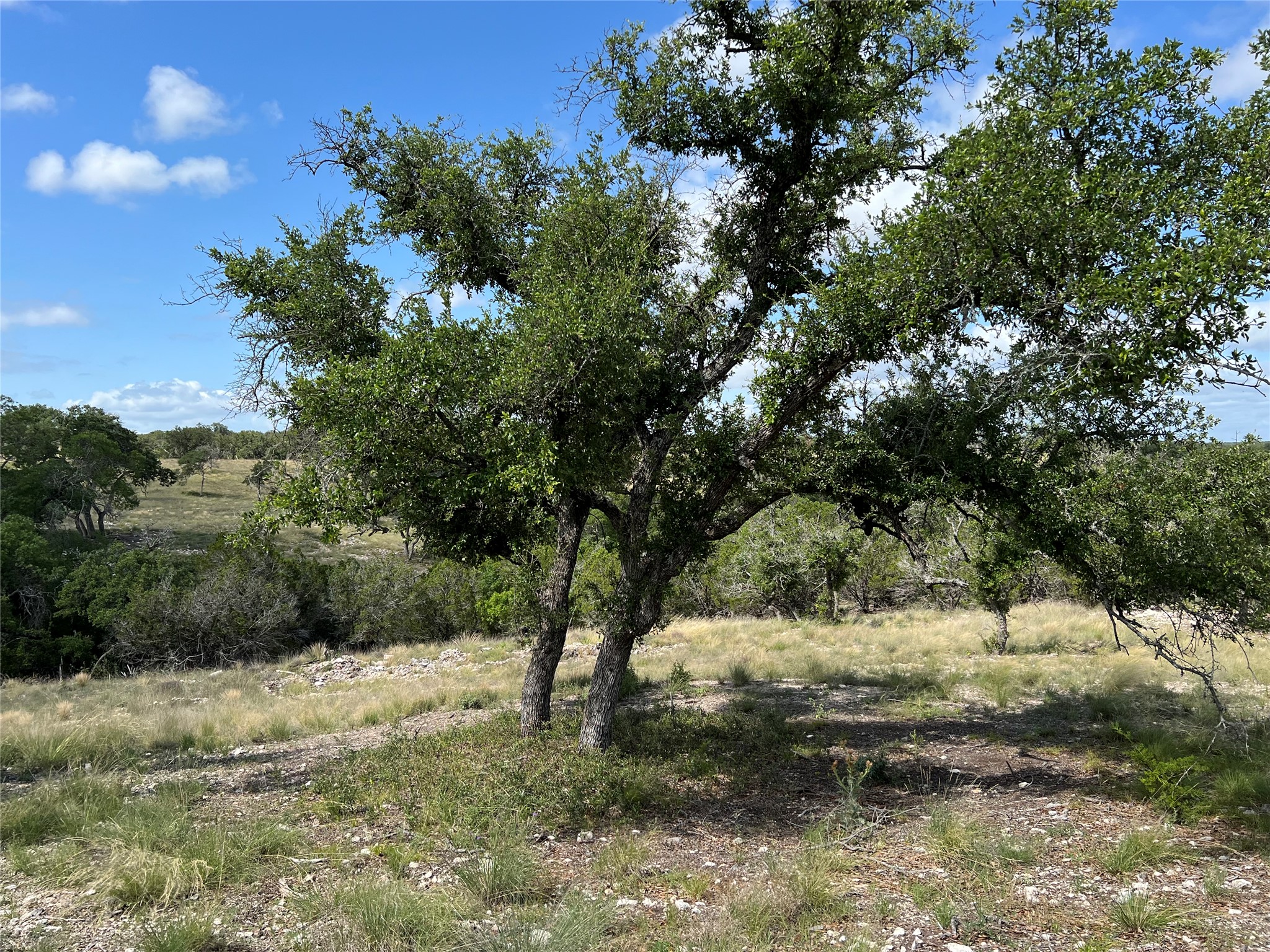 Lot 80 Seven Springs Ranch Junction Junction, TX 76849 - Photo 6 of 17 a view of a yard with a tree