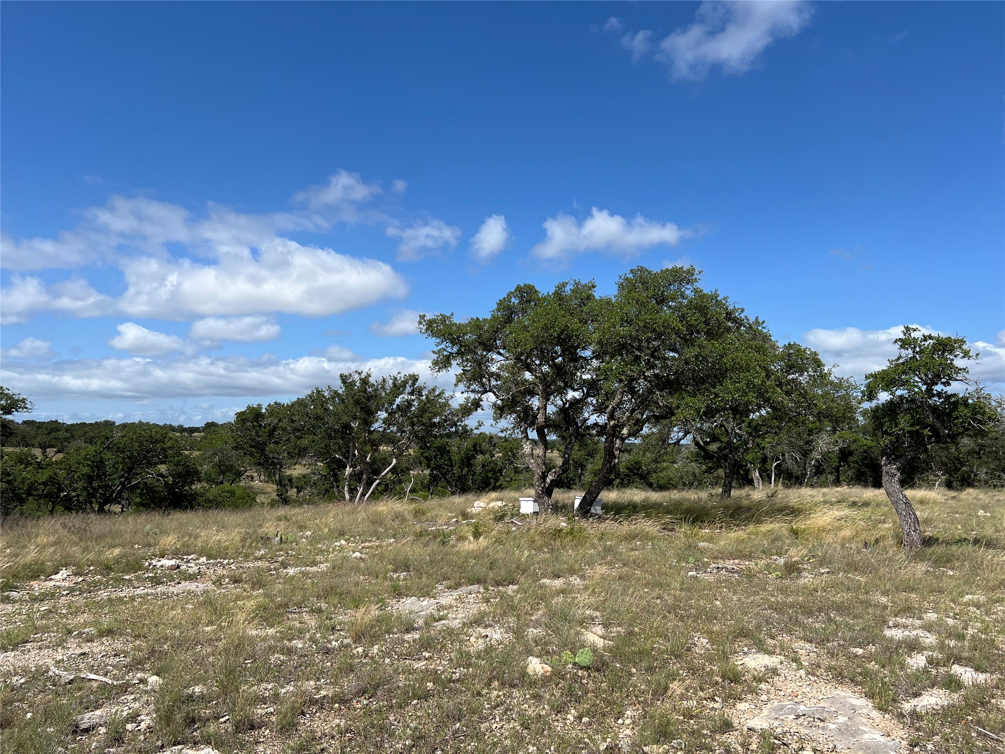 Lot 80 Seven Springs Ranch Junction Junction, TX 76849 - Photo 10 of 17 a view of a yard with a tree