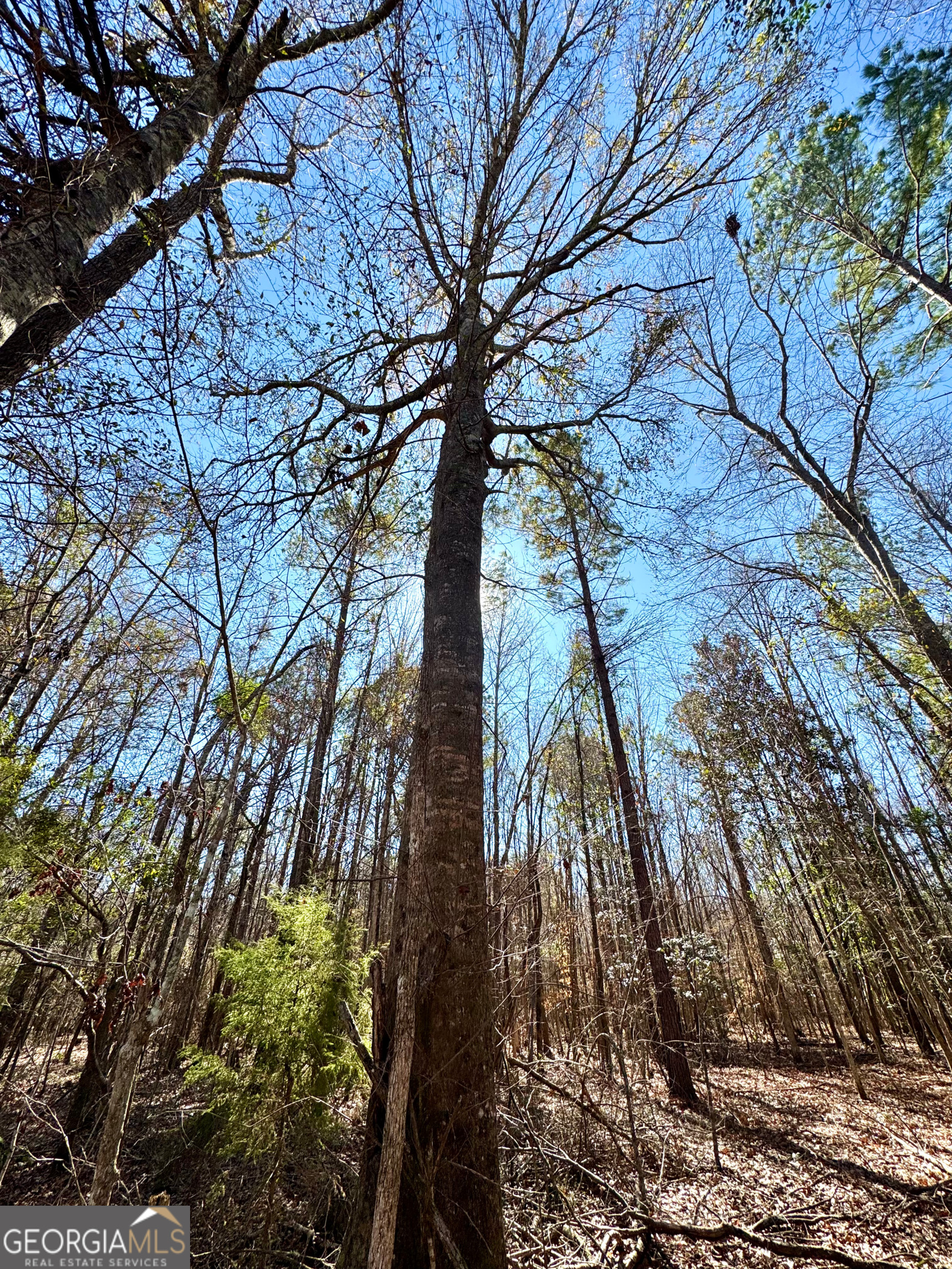 0 Cross Cedar Road Wrightsville, GA 31096 - Photo 11 of 36