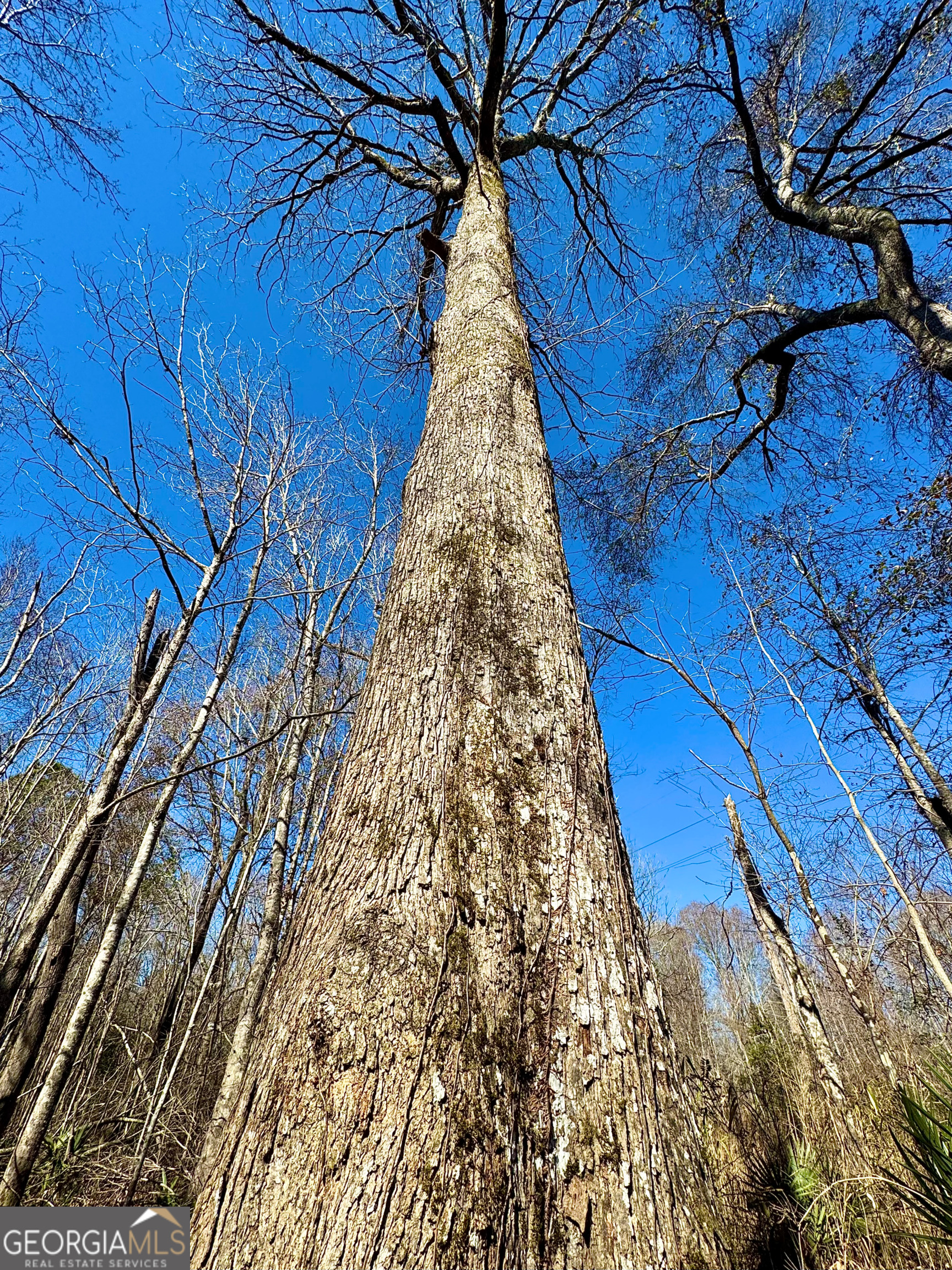 0 Cross Cedar Road Wrightsville, GA 31096 - Photo 12 of 36