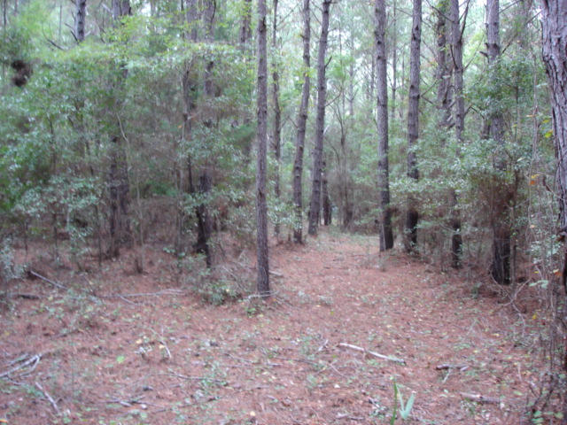 7375 Jenkins Hill Road Edisto Island, SC 29438 - Photo 5 of 11 7375 Jenkins Hill Road 004