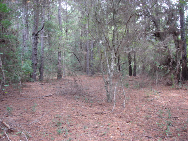 7375 Jenkins Hill Road Edisto Island, SC 29438 - Photo 6 of 11 7375 Jenkins Hill Road 005