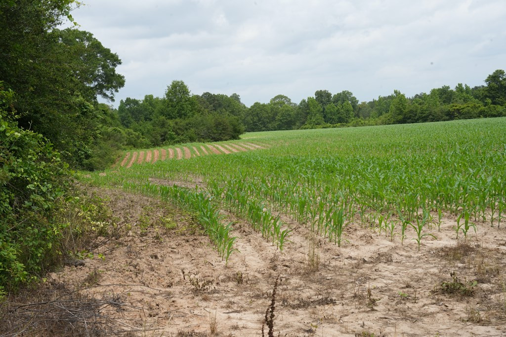 Xx Fortenberry Road Tylertown, MS 39667 - Photo 28 of 33 Photo 28