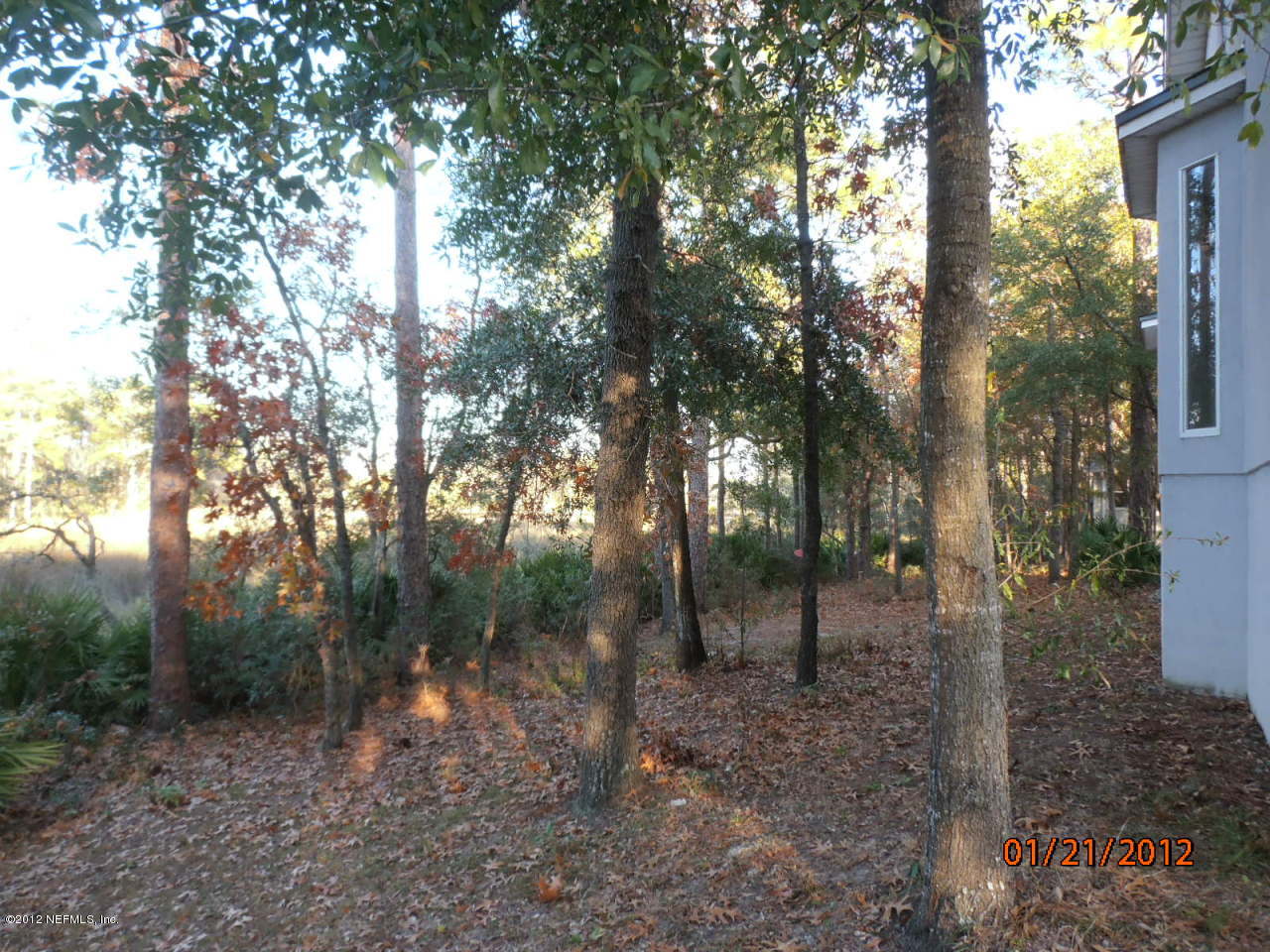 back yard