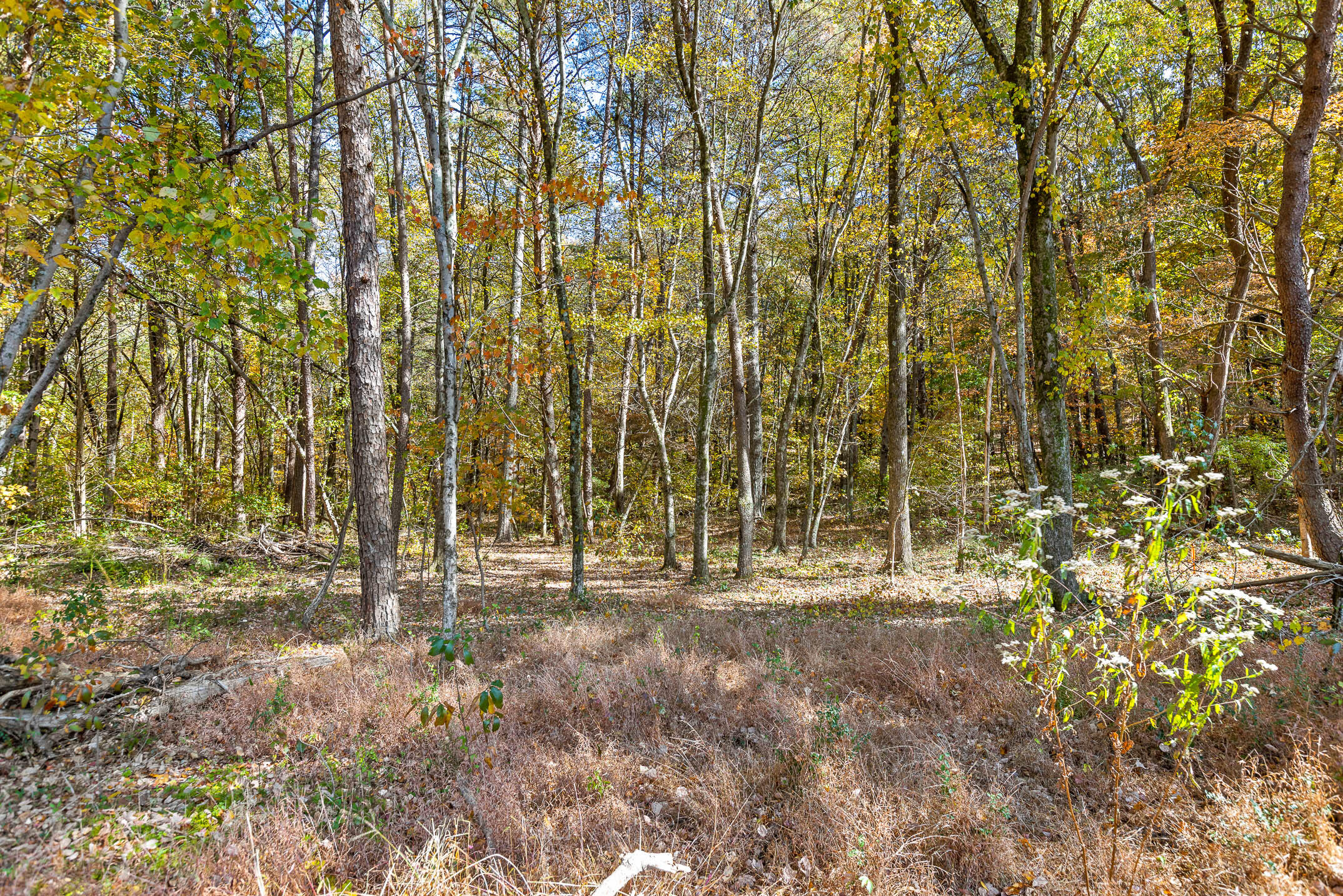 6417 Shirley Pond Road Harrison, TN 37341 - Photo 37 of 42 ShirleyPond-39