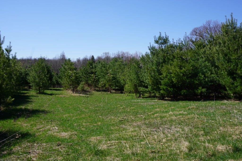 60-acres Meier Road Ogema, WI 54459 - Photo 16 of 18 Gallery Image 16