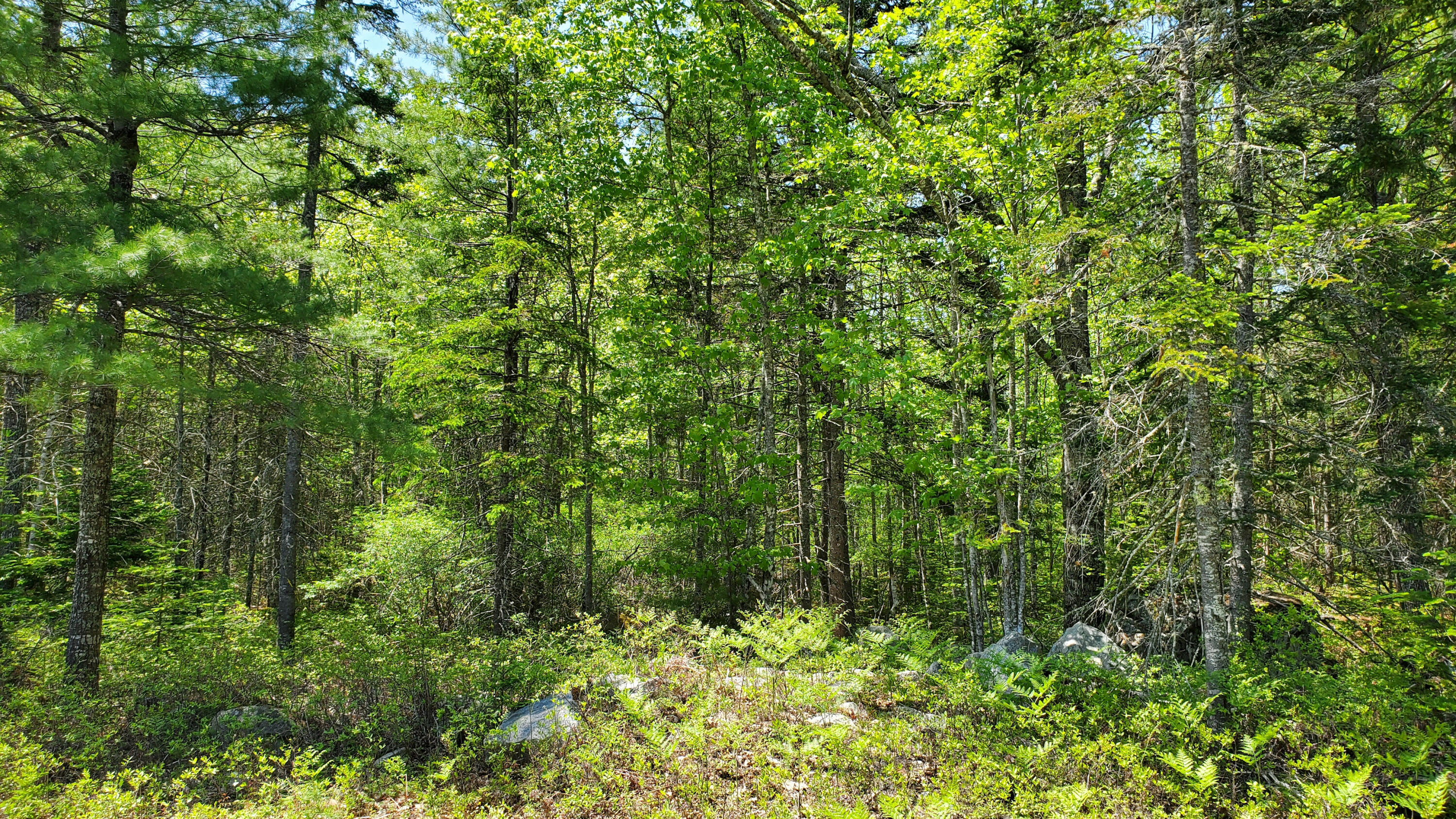 295 South Bay Road Franklin, ME 04634 - Photo 23 of 32 trees1