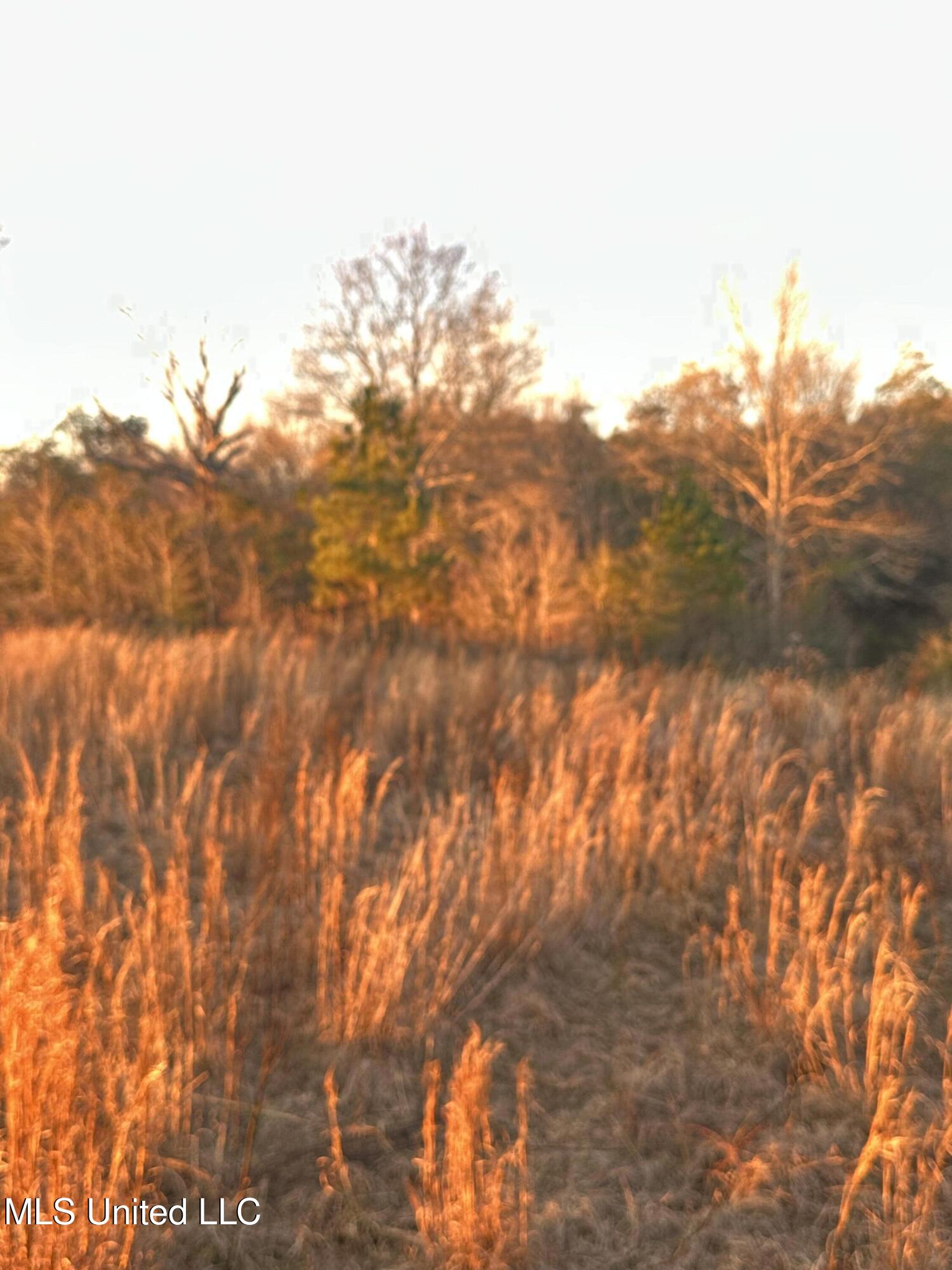 0 Ovelle Lee Road Poplarville, MS 39470 - Photo 3 of 6 Land View 4 Ovelle Lee