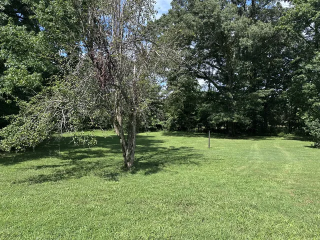 a view of a field with a tree
