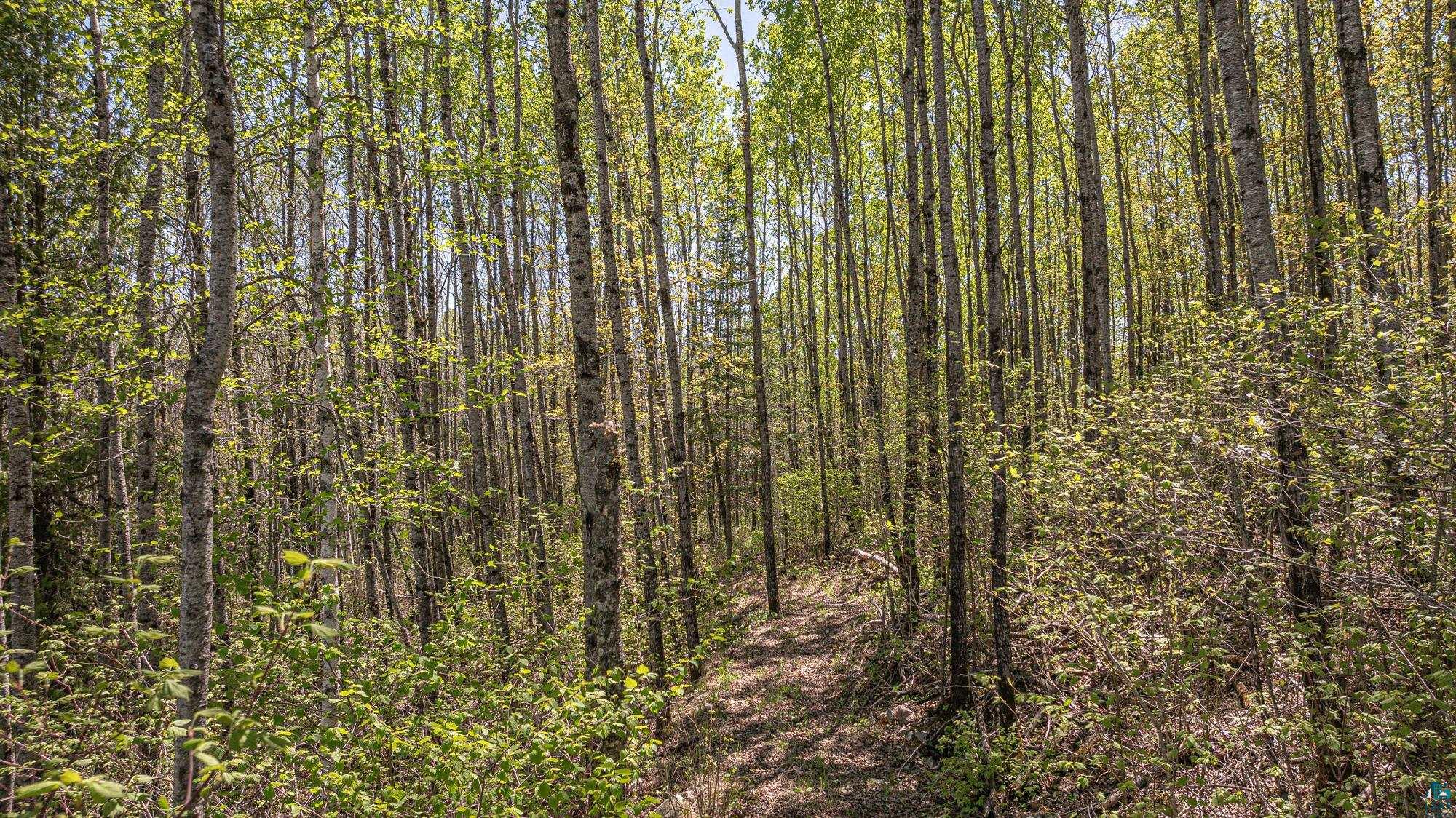 4304 Mud Creek Road Ely, MN 55731 - Photo 84 of 98