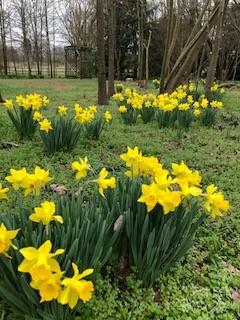 141 Wallaby Road Cherryville, NC 28021 - Photo 33 of 47 a view of a swimming pool with a yard