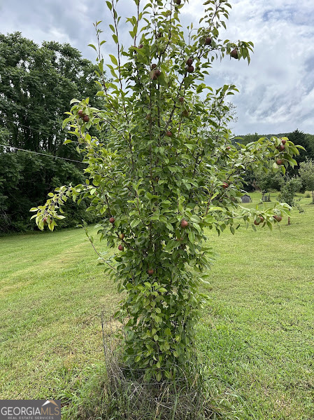 2838 Skitts Mountain Road Cleveland, GA 30528 - Photo 26 of 41 a view of a trees with a yard