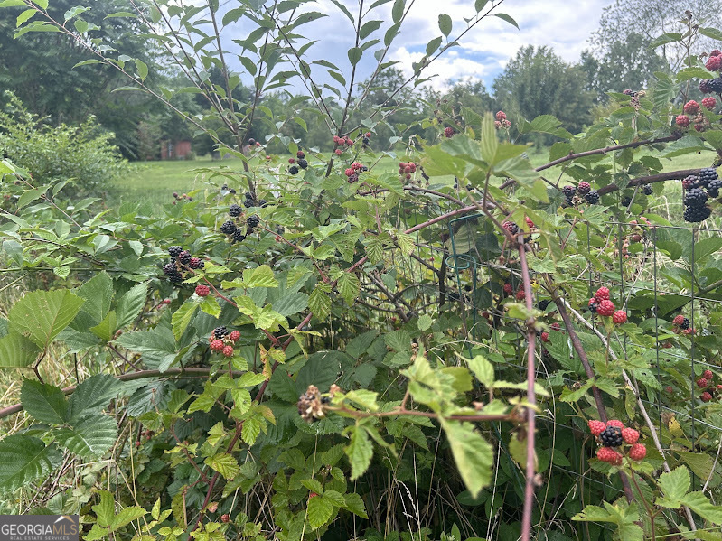 2838 Skitts Mountain Road Cleveland, GA 30528 - Photo 33 of 41 a backyard of a house with lots of green space and a lake view