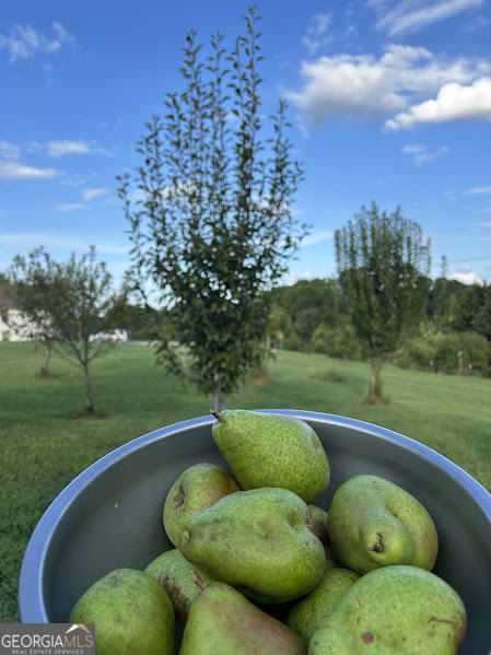 2838 Skitts Mountain Road Cleveland, GA 30528 - Photo 34 of 41 a view of a couches in a yard