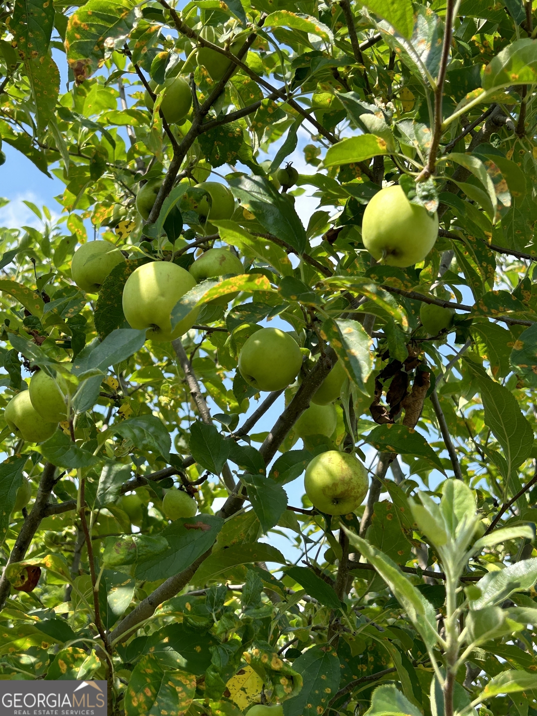 2838 Skitts Mountain Road Cleveland, GA 30528 - Photo 35 of 41 a view of a tree